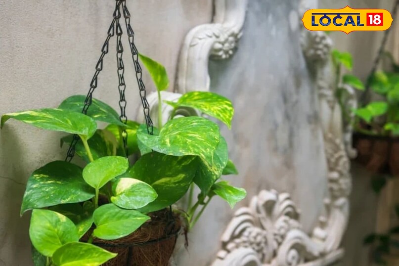 पीस लिली