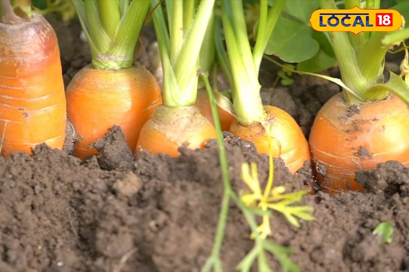 किचन गार्डन कैसे तैयार करें, किचन गार्डन तैयार करते समय किन बातों का ध्यान रखें, किचन गार्डन में कौन से पौधे लगाएं, किचन गार्डन में कितनी सिंचाई करनी चाहिए, किचन गार्डन में कीटनाशक और उर्वरक कब देना चाहिए, लोकल 18, How to prepare a kitchen garden, what things to keep in mind while preparing a kitchen garden, which plants to plant in the kitchen garden, how much irrigation should be done in the kitchen garden, when should pesticides and fertilizers be given in the kitchen garden, Local 18 किचन गार्डन कैसे तैयार करें, किचन गार्डन तैयार करते समय किन बातों का ध्यान रखें, किचन गार्डन में कौन से पौधे लगाएं, किचन गार्डन में कितनी सिंचाई करनी चाहिए, किचन गार्डन में कीटनाशक और उर्वरक कब देना चाहिए, लोकल 18, How to prepare a kitchen garden, what things to keep in mind while preparing a kitchen garden, which plants to plant in the kitchen garden, how much irrigation should be done in the kitchen garden, when should pesticides and fertilizers be given in the kitchen garden, Local 18