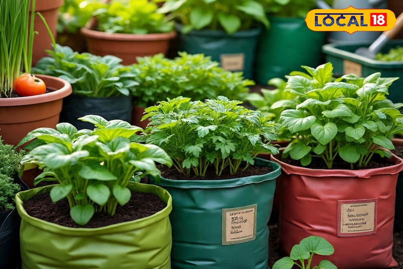 किचन गार्डन कैसे तैयार करें, किचन गार्डन तैयार करते समय किन बातों का ध्यान रखें, किचन गार्डन में कौन से पौधे लगाएं, किचन गार्डन में कितनी सिंचाई करनी चाहिए, किचन गार्डन में कीटनाशक और उर्वरक कब देना चाहिए, लोकल 18, How to prepare a kitchen garden, what things to keep in mind while preparing a kitchen garden, which plants to plant in the kitchen garden, how much irrigation should be done in the kitchen garden, when should pesticides and fertilizers be given in the kitchen garden, Local 18 किचन गार्डन कैसे तैयार करें, किचन गार्डन तैयार करते समय किन बातों का ध्यान रखें, किचन गार्डन में कौन से पौधे लगाएं, किचन गार्डन में कितनी सिंचाई करनी चाहिए, किचन गार्डन में कीटनाशक और उर्वरक कब देना चाहिए, लोकल 18, How to prepare a kitchen garden, what things to keep in mind while preparing a kitchen garden, which plants to plant in the kitchen garden, how much irrigation should be done in the kitchen garden, when should pesticides and fertilizers be given in the kitchen garden, Local 18