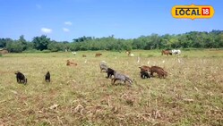 किसानों के लिए धन कुबेर है बकरी की ये दो नस्ल, खर्च जीरो और मुनाफा लाखों में!