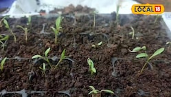 20 रुपए खर्च कर गमले में उगाएं 30 दिन की हरी धनिया, एक्सपर्ट से समझें टिप्स