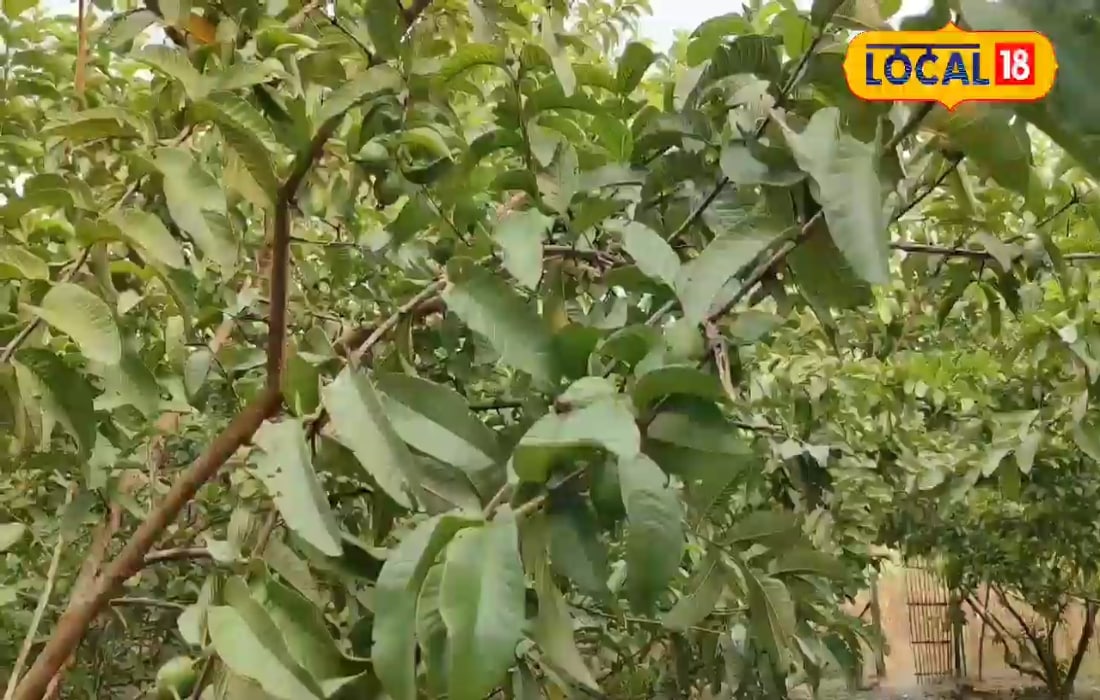 छपरा: बागान में लगाएं अमरूद की ये दो खास वैरायटी, सालों भर होगी तगड़ी कमाई