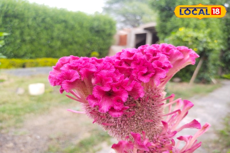 सर्दी के मौसम में खेलते फुल