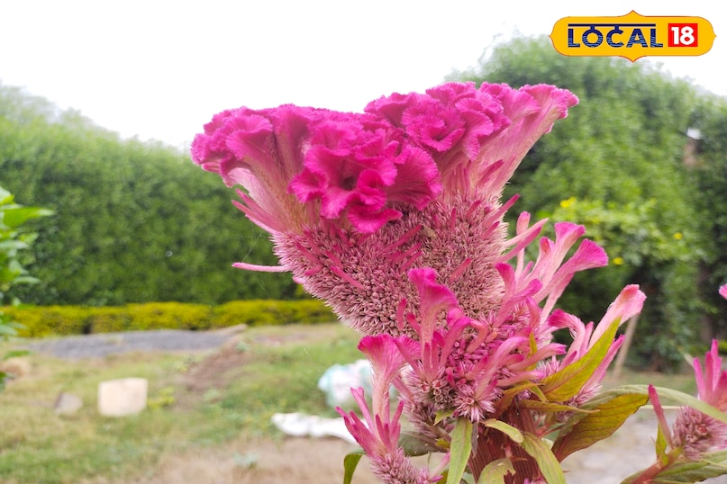 बड़े होने पर हरी होती पत्तियां