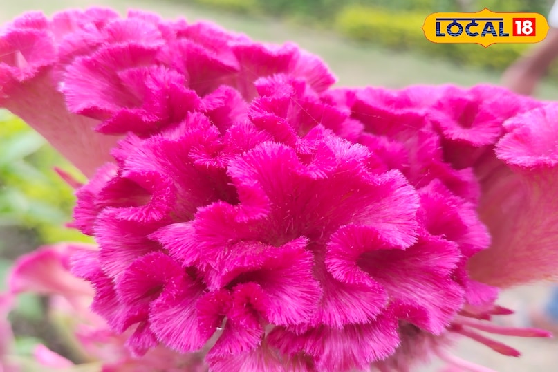 बड़े शहरों में कीमती है यह पौधा