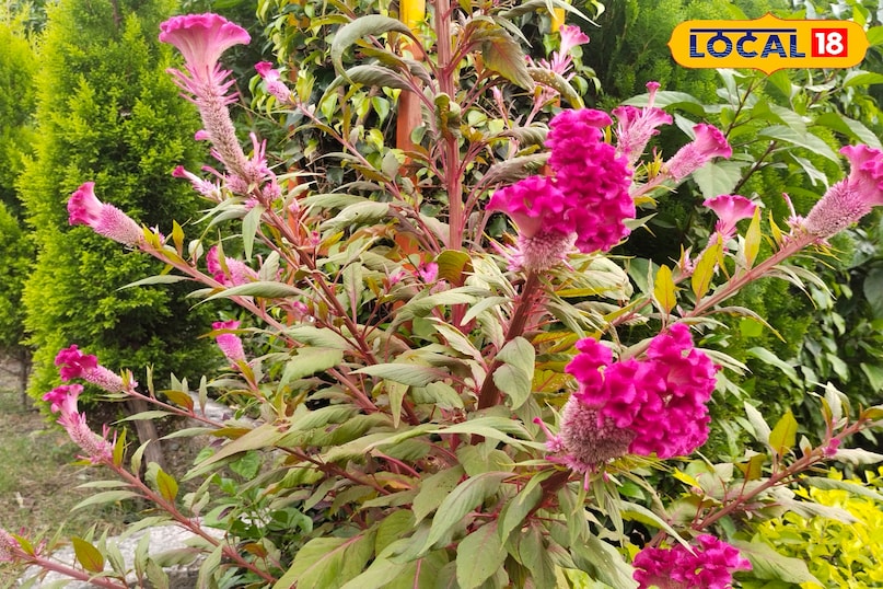 मुर्गा कलगी जैसा होता है