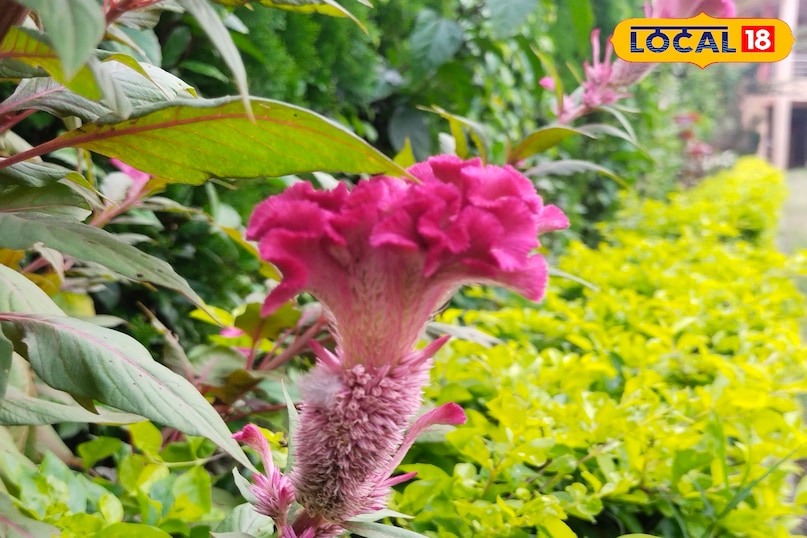 गर्मियों के दिनों में पत्तियों का उपयोग