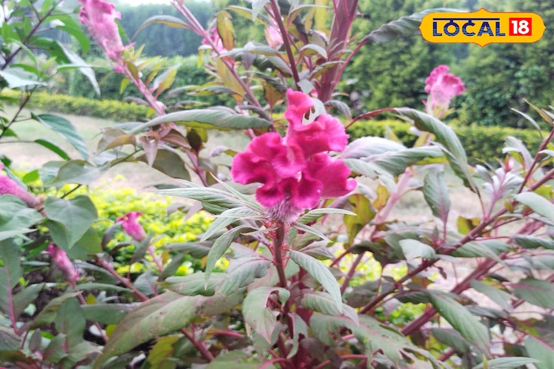 अलग से सुंदर दिखता है फुल