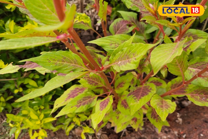 देखरेख करने की जरूरत नहीं