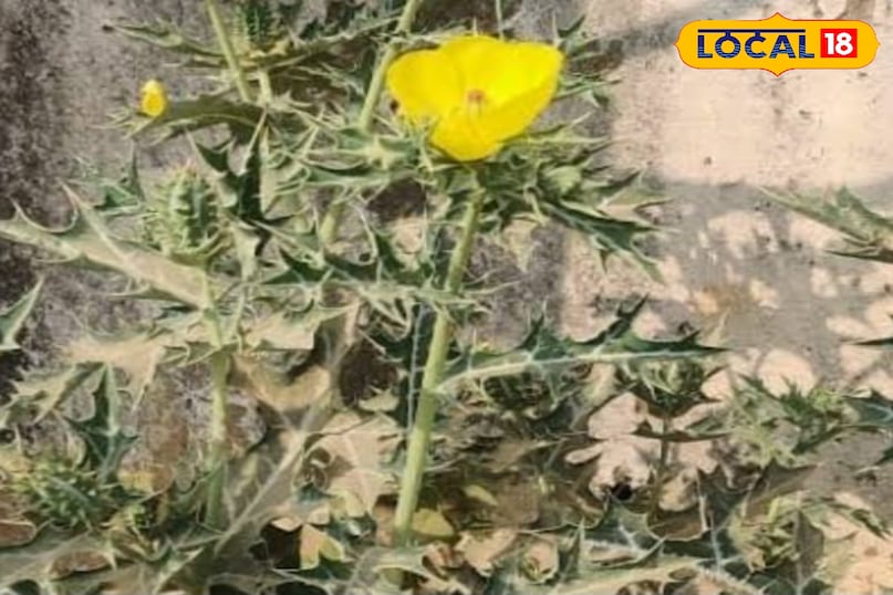 सत्यानाशी का पौधा सत्यानाशी का पौधा
