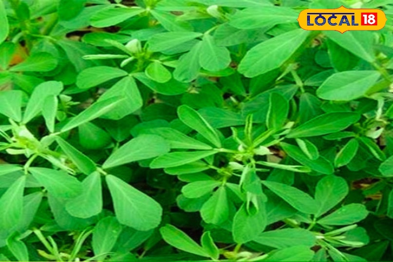 पान मैथी 