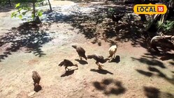 Poultry Farming Tips: ATM से कम नहीं देसी मुर्गी! घर बैठे बन सकते लखपति