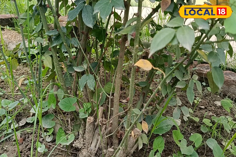 सर्दियों में गुलाब की देखभाल कैसे करें, गुलाब के पौधे की अच्छी ग्रोथ के लिए क्या उपाय करें, गुलाब के पौधे को सर्दियों में कौन सी खाद दें, गुलाब के पौधे में ज्यादा फूल के लिए क्या उपाय करें, लोकल 18, How to take care of roses in winter, what measures should be taken for good growth of rose plant, which fertilizer should be given to rose plant in winter, what measures should be taken for more flowers in rose plant, Local 18