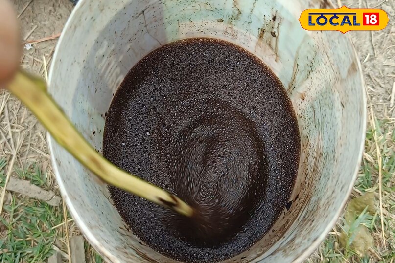 सर्दियों में गुलाब की देखभाल कैसे करें, गुलाब के पौधे की अच्छी ग्रोथ के लिए क्या उपाय करें, गुलाब के पौधे को सर्दियों में कौन सी खाद दें, गुलाब के पौधे में ज्यादा फूल के लिए क्या उपाय करें, लोकल 18, How to take care of roses in winter, what measures should be taken for good growth of rose plant, which fertilizer should be given to rose plant in winter, what measures should be taken for more flowers in rose plant, Local 18