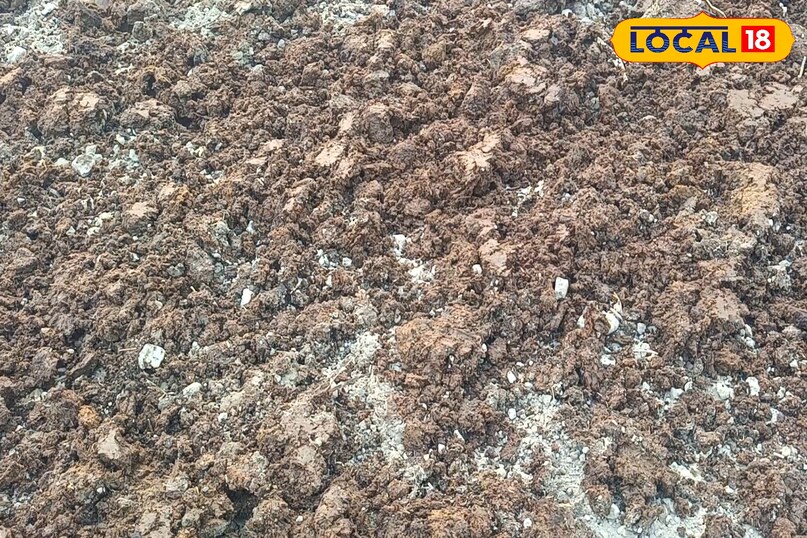 सर्दियों में गुलाब की देखभाल कैसे करें, गुलाब के पौधे की अच्छी ग्रोथ के लिए क्या उपाय करें, गुलाब के पौधे को सर्दियों में कौन सी खाद दें, गुलाब के पौधे में ज्यादा फूल के लिए क्या उपाय करें, लोकल 18, How to take care of roses in winter, what measures should be taken for good growth of rose plant, which fertilizer should be given to rose plant in winter, what measures should be taken for more flowers in rose plant, Local 18