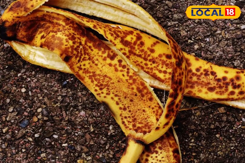 सर्दियों में गुलाब की देखभाल कैसे करें, गुलाब के पौधे की अच्छी ग्रोथ के लिए क्या उपाय करें, गुलाब के पौधे को सर्दियों में कौन सी खाद दें, गुलाब के पौधे में ज्यादा फूल के लिए क्या उपाय करें, लोकल 18, How to take care of roses in winter, what measures should be taken for good growth of rose plant, which fertilizer should be given to rose plant in winter, what measures should be taken for more flowers in rose plant, Local 18