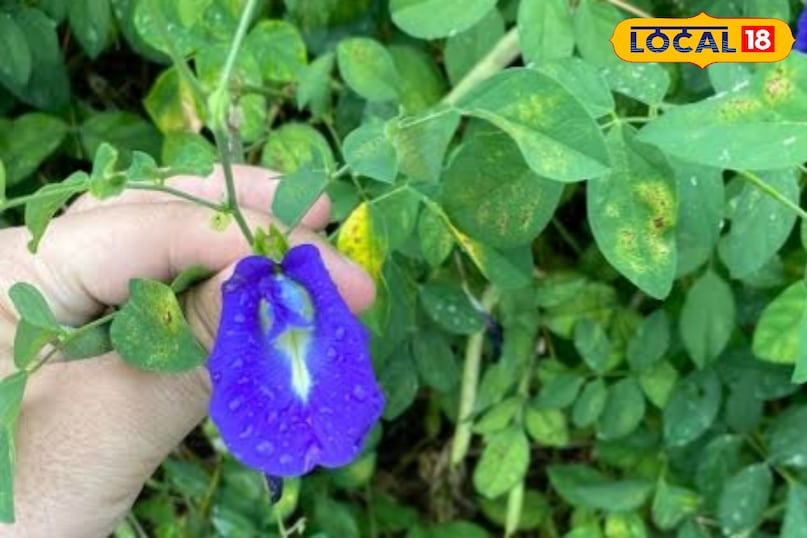 अपराजिता फूल 