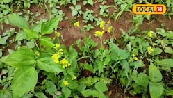 Agri Tips: सब्जी भी खाइए, तेल भी निकालिए, बस्तर की ये फसल किसानों में ट्रेंडिग