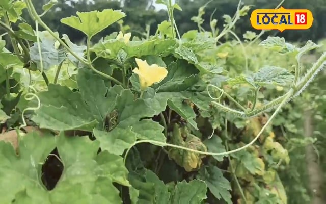 मौसम की मार से करेले की खेती में घाटा, किसानों के अरमानों पर फिर सकता है पानी