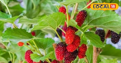 बघेलखंड का पुराना नेचुरल हेल्थ बूस्टर!