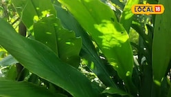 मिलावट छोड़िए, घर की बाड़ी में ऐसे उगाएं देसी हल्दी, बीमारियों की बनेगी रामबाण