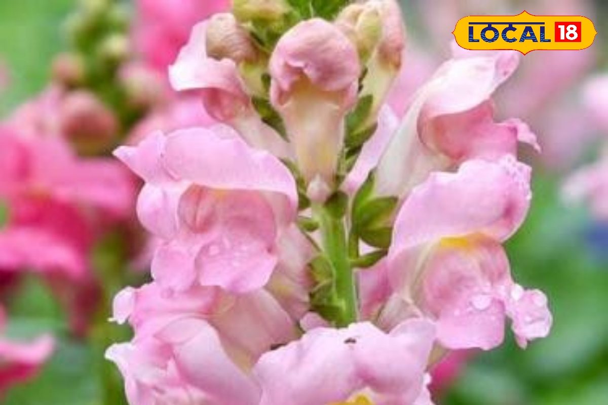 बस थोड़ी धूप और पानी...सर्दियों में उगने वाले ये 6 फूल महका देंगे आपका गार्डन