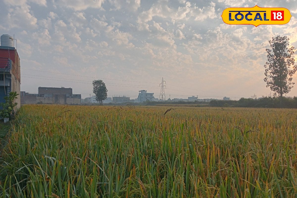 2 लाख किस्मों में इस जैसा कोई नहीं...यूरोप तक फैले मुरीद, लेकिन अब घट रहा रकबा