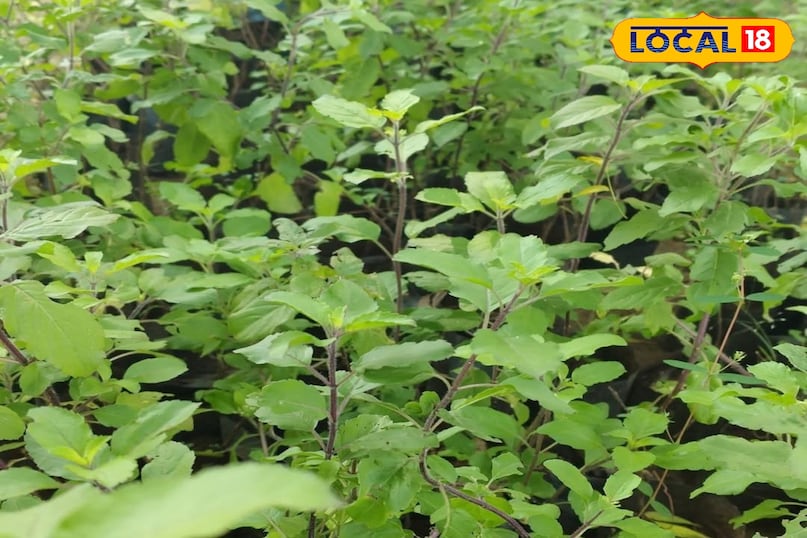 नींबू नींबू