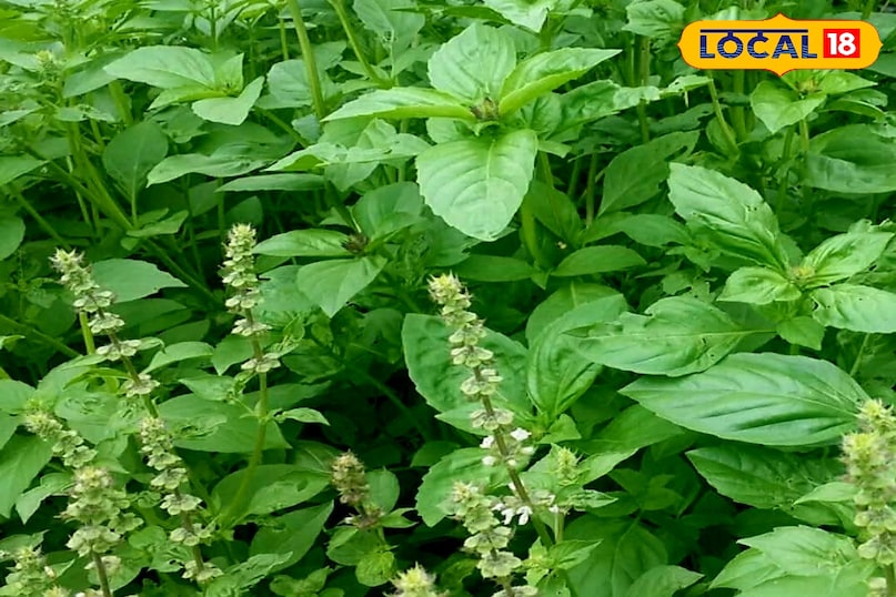 वन तुलसी वन तुलसी