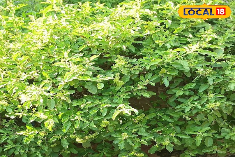 राम तुलसी राम तुलसी