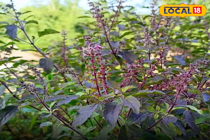 श्याम तुलसी श्याम तुलसी
