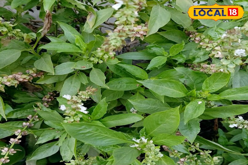 कपूर तुलसी कपूर तुलसी