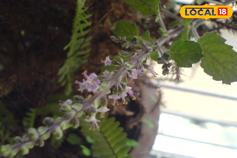 तुलसी के प्रकार और महत्व तुलसी के प्रकार और महत्व