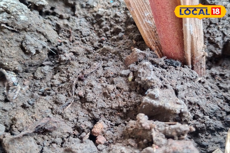 सर्जरी की भी आवश्यकता पड़ सकती