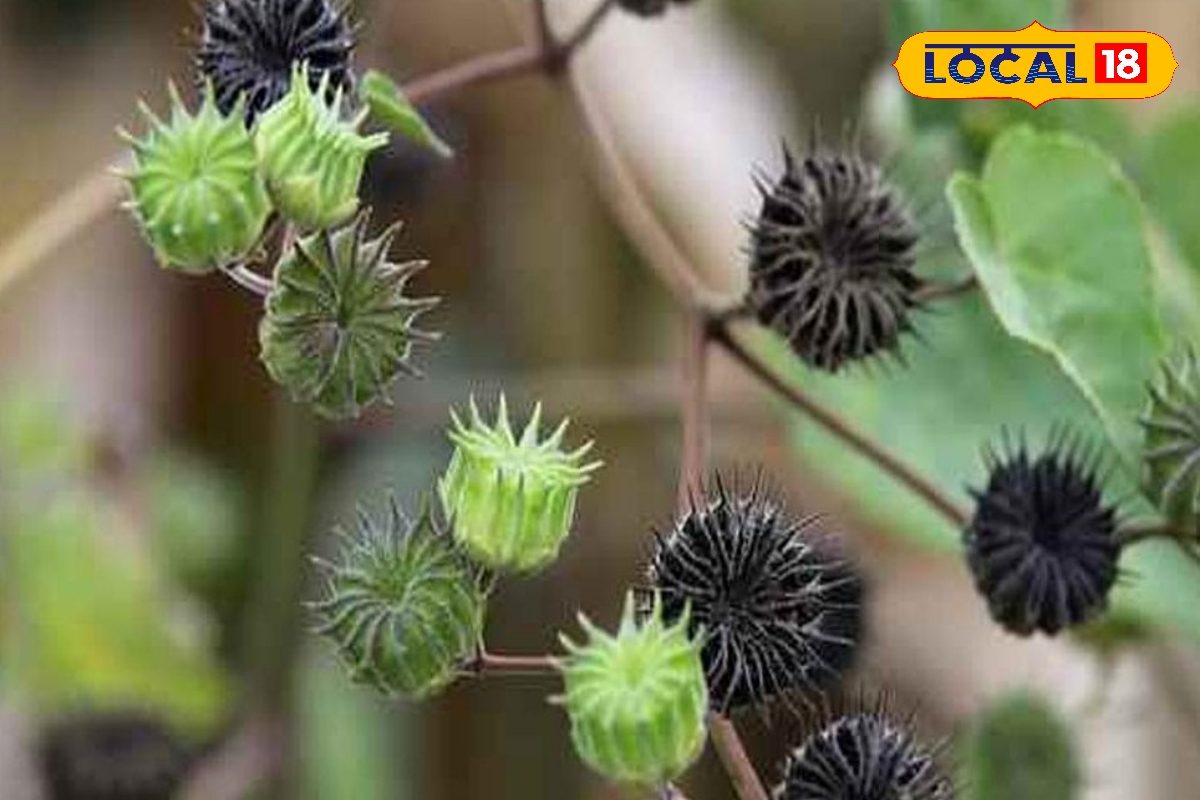 घास समझकर न करें अनदेखा, ये पौधा है संजीवनी! कई रोगों में है कारगर