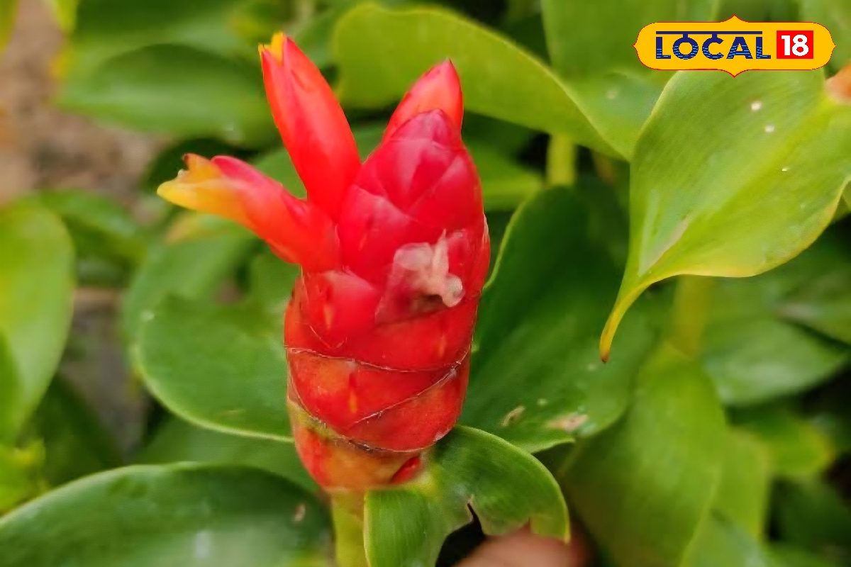 ‘इंसुलिन प्लांट’ से कंट्रोल होगा शुगर लेवल! डायबिटीज मरीजों के लिए वरदान