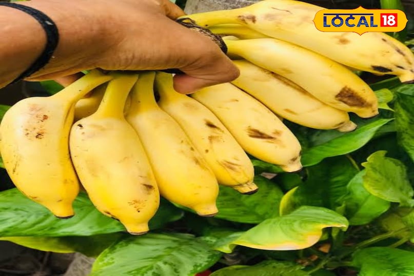 केला केला पोटैशियम से भरपूर होता है। पोटैशियम यूरिक एसिड को लिक्विड फॉर्म में बदलने में मदद करता है, जिससे वह किडनी के ज़रिए आसानी से शरीर से बाहर निकल जाता है। केला केला पोटैशियम से भरपूर होता है। पोटैशियम यूरिक एसिड को लिक्विड फॉर्म में बदलने में मदद करता है, जिससे वह किडनी के ज़रिए आसानी से शरीर से बाहर निकल जाता है।