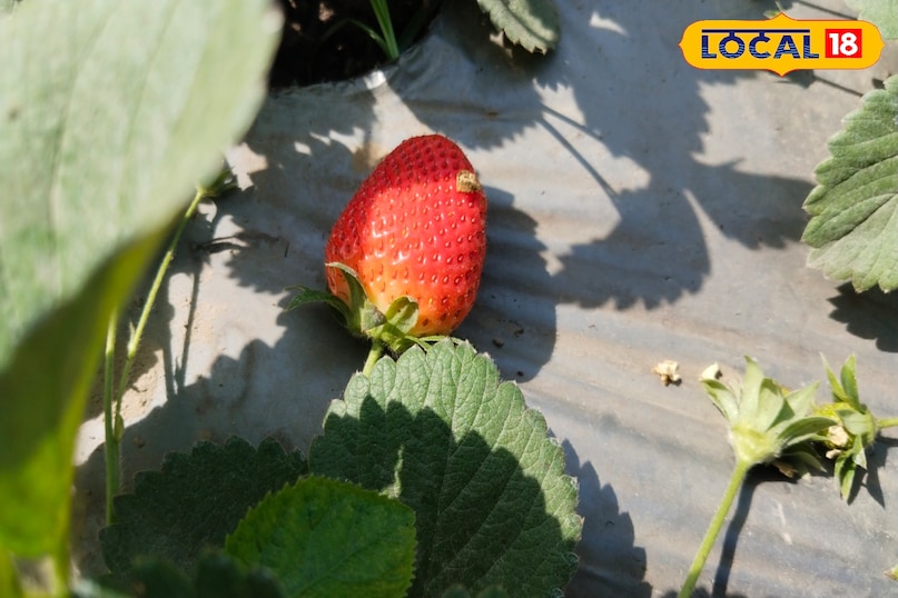 strawberry 