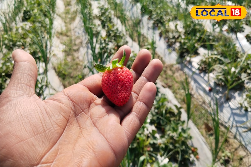strawberry 