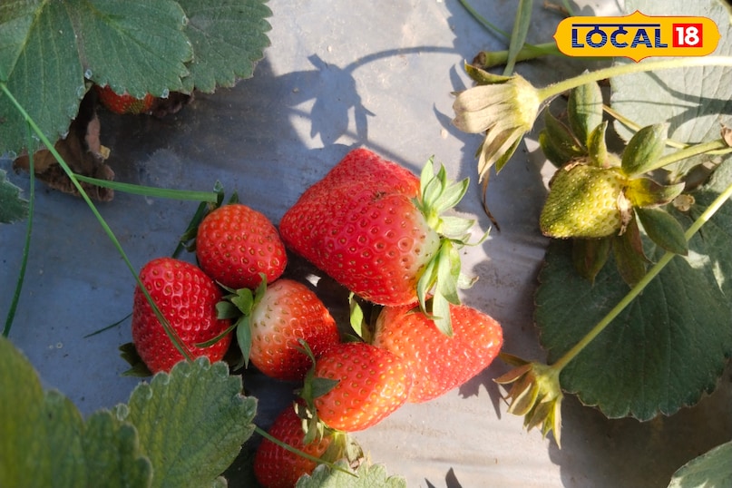 strawberry 