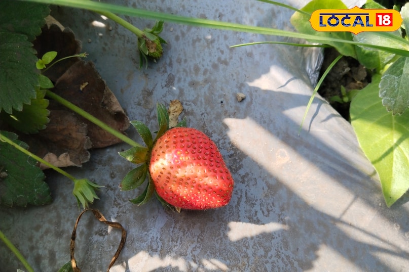 strawberry 