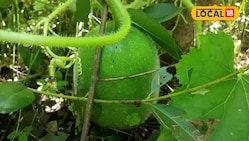 घर के बाड़ी या फिर गमले में आसानी से उगाएं कद्दू