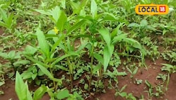 कम पानी में ज्यादा मुनाफा, तिल की खेती का सुपरहिट फॉर्मूला, जान लें आसान तरीका