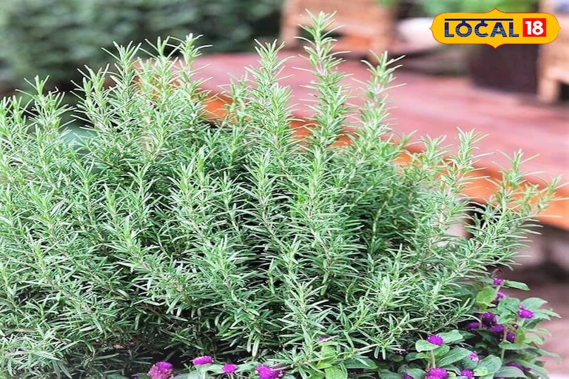 खास देखभाल रोजमेरी को दिन में 4-5 घंटे की सीधी धूप चाहिए। बरसात के मौसम में इसे ऐसी जगह रखें जहां पर्याप्त रोशनी मिल सके। पानी देने में संयम बरतें। मिट्टी को हमेशा गीला न रखें, बल्कि सूखने पर ही पानी दें। ध्यान रखें कि पत्तियों पर सीधे पानी न पड़े इससे फंगल इंफेक्शन का खतरा रहता है। 