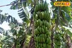 20 हजार की लागत में लाखों का मुनाफा! इस किसान का Banana Farming मॉडल बना मिसाल