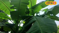 हमेशा मुनाफा देने वाली खेती है Banana Farming, एक रुपए का खर्च नहीं...