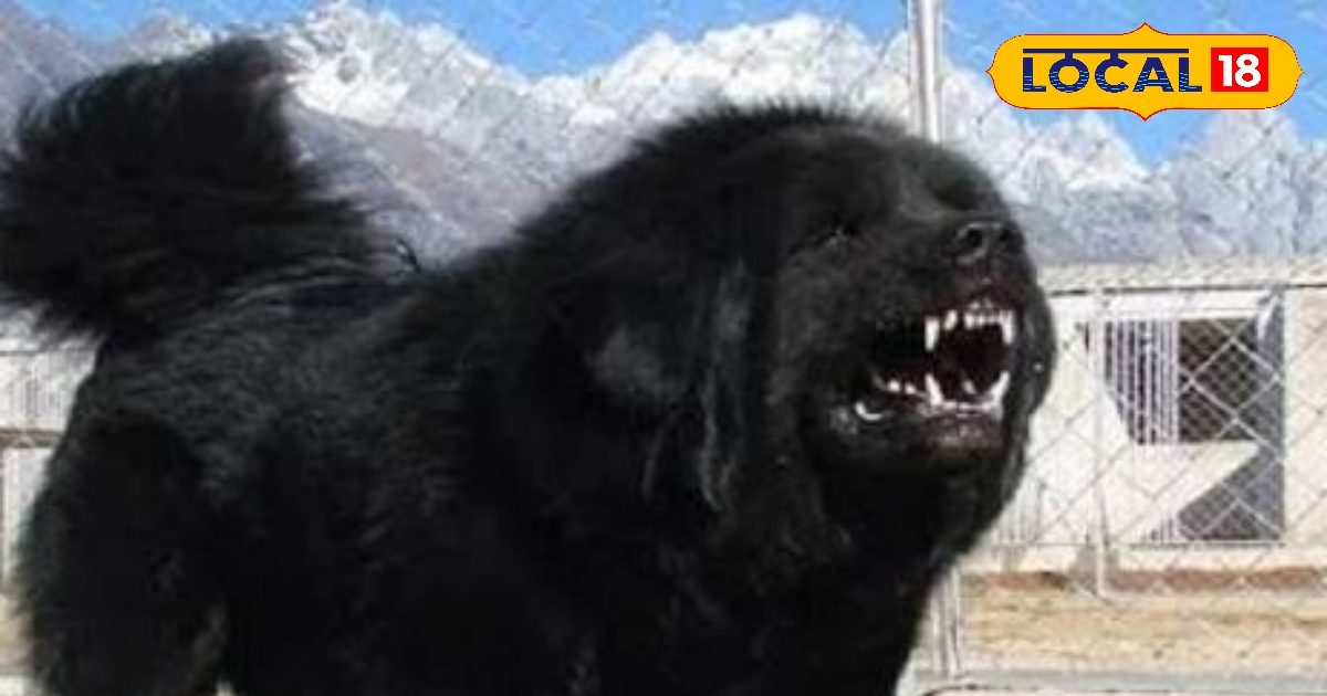 Gradi Dog This is a very dangerous Gaddi dog, seeing which even leopards change ...