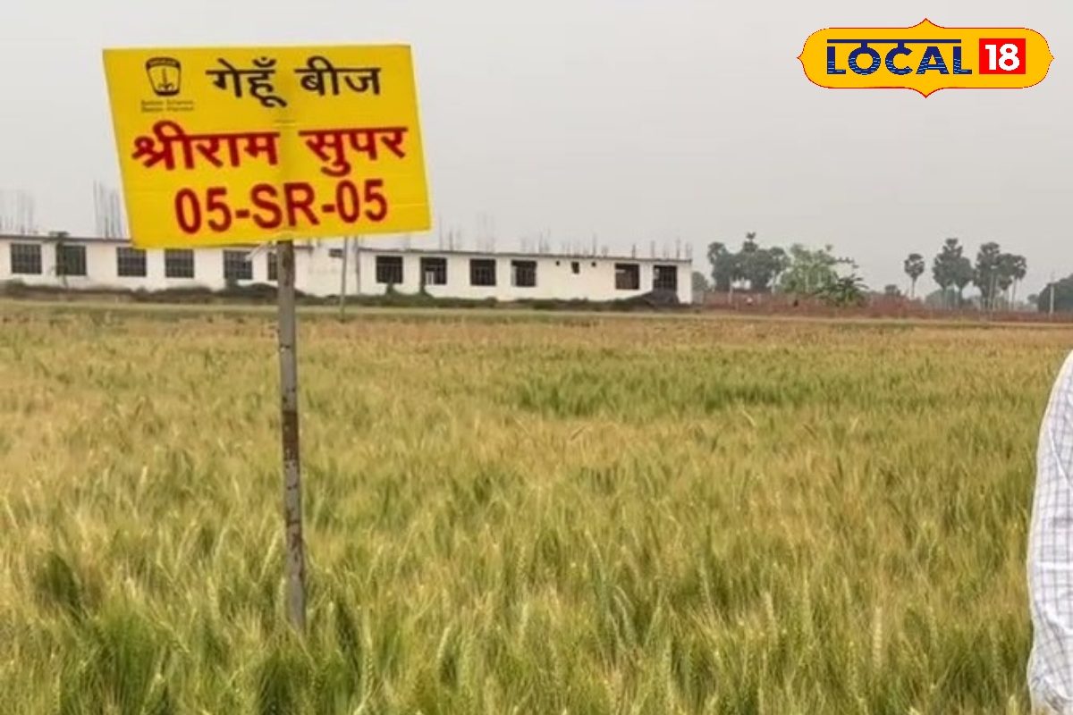 किसानों में छाई श्रीराम सुपर 5-SR-05 गेहूं की धूम, रबी सीजन में मिल रहा बंपर उत्पादन