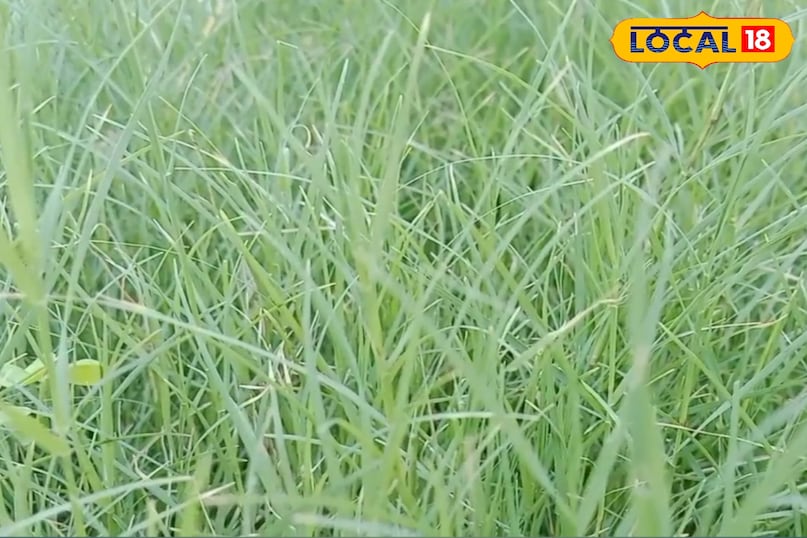 घास भी कारगर  घास भी कारगर