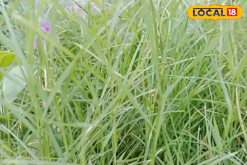 पाचन में मददगार पाचन में मददगार